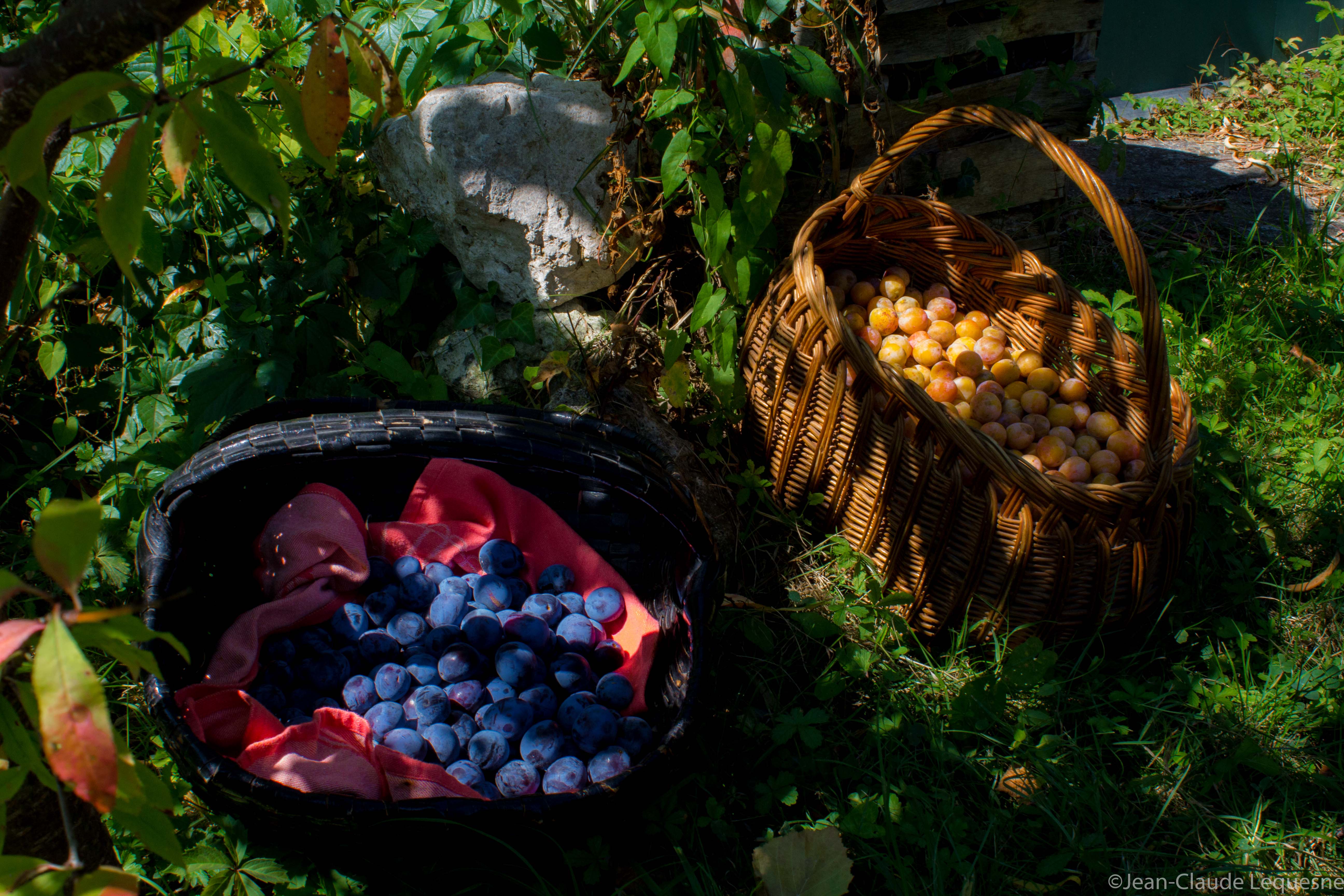 Prune bleue & Mirabelle